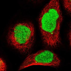 Anti-REPIN1 antibody produced in rabbit 