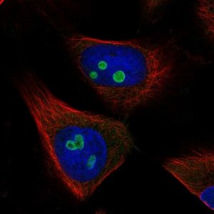 Anti-RETSAT antibody produced in rabbit 