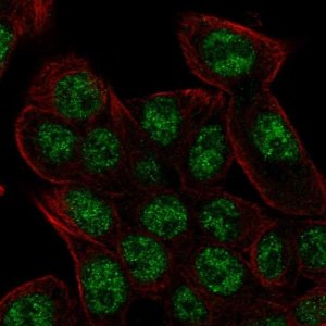 Anti-REV3L antibody produced in rabbit 