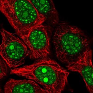 Anti-REXO4 antibody produced in rabbit 