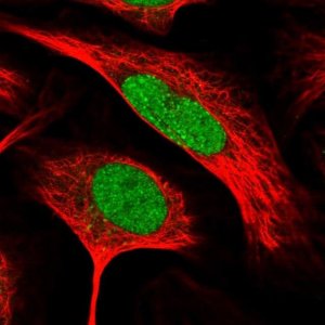 Anti-RFC2 antibody produced in rabbit HPA029493-100UL