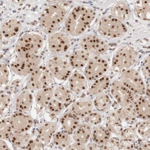 Anti-RFC3 antibody produced in rabbit 