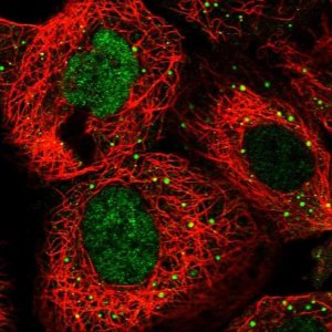 Anti-RFC3 antibody produced in rabbit 