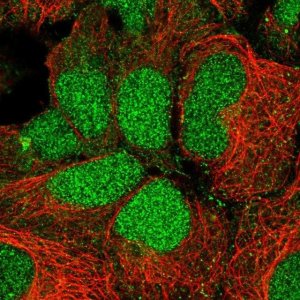 Anti-RFNG antibody produced in rabbit 