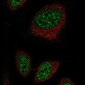 Anti-RFPL2 antibody produced in rabbit 