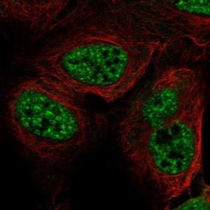 Anti-RFPL3 antibody produced in rabbit 