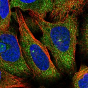 Anti-RFPL4A antibody produced in rabbit 