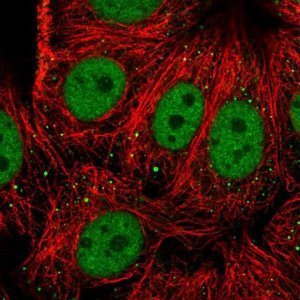 Anti-RFX1 antibody produced in rabbit 