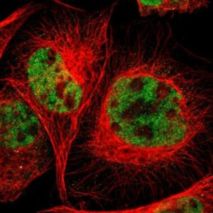 Anti-RGAG4 antibody produced in rabbit 