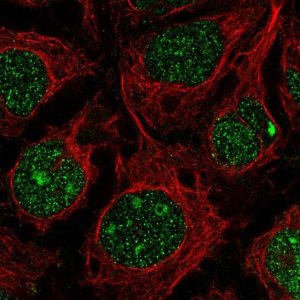 Anti-RGCC antibody produced in rabbit 