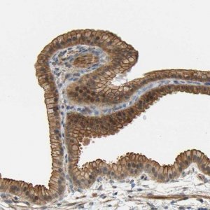 Anti-RGL1 antibody produced in rabbit 