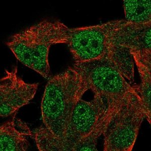 Anti-RGL2 antibody produced in rabbit 