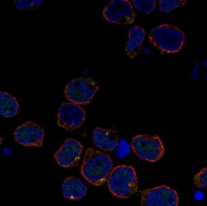 Anti-RGL4 antibody produced in rabbit 