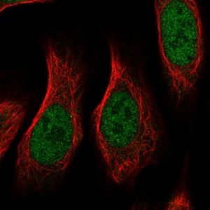 Anti-RGMA antibody produced in rabbit 