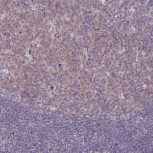 Anti-RGS13 antibody produced in rabbit 