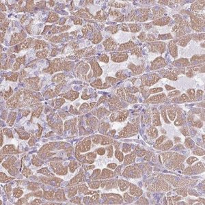 Anti-RGS16 antibody produced in rabbit 
