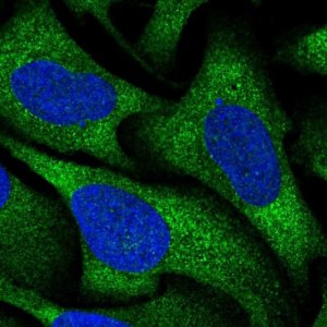 Anti-RGS16 antibody produced in rabbit 