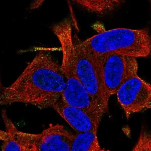 Anti-RGS17 antibody produced in rabbit 