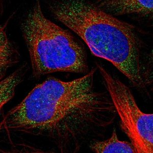 Anti-RGS2 antibody produced in rabbit 