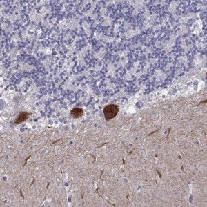 Anti-RGS8 antibody produced in rabbit 