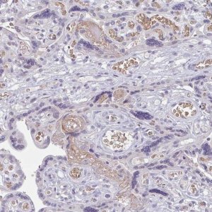 Anti-RHAG antibody produced in rabbit 