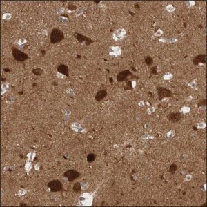 Anti-RHOD antibody produced in rabbit HPA024394-100UL