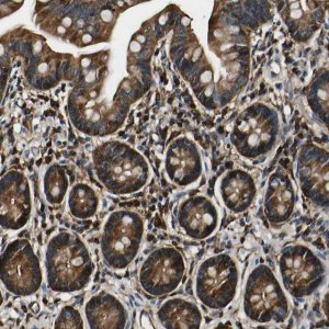 Anti-RHOT2 antibody produced in rabbit 