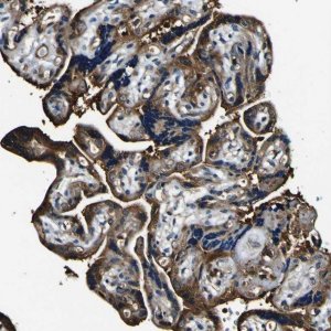 Anti-RHOT2 antibody produced in rabbit 