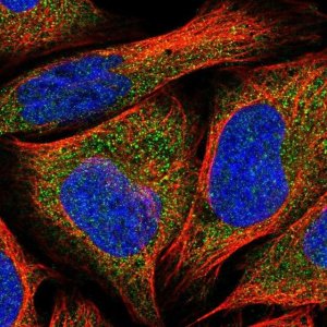 Anti-RIC8A antibody produced in rabbit 