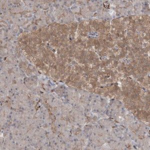 Anti-RIN1 antibody produced in rabbit 