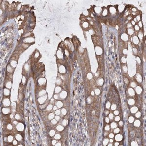 Anti-RIN2 antibody produced in rabbit 