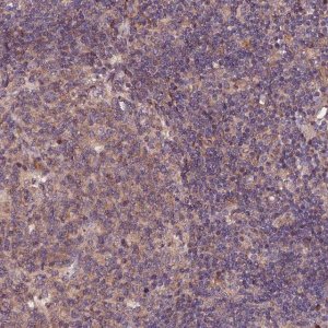 Anti-RINL antibody produced in rabbit 