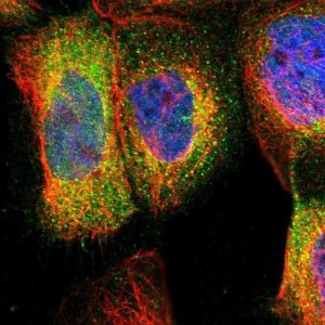 Anti-RIPK2 antibody produced in rabbit 
