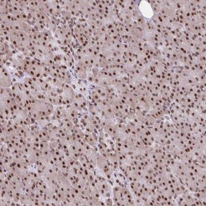Anti-RIPK3 antibody produced in rabbit 