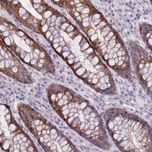 Anti-RIPPLY2 antibody produced in rabbit 