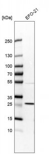 Anti-RIT1 antibody produced in rabbit 
