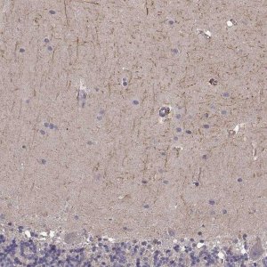 Anti-RIT2 antibody produced in rabbit 