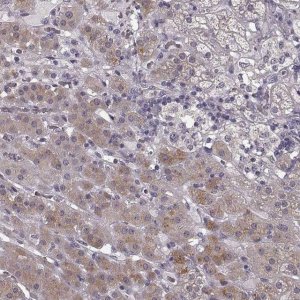 Anti-RIT2 antibody produced in rabbit 
