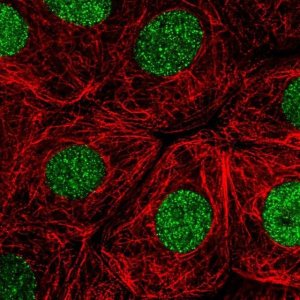 Anti-RITA1 antibody produced in rabbit 