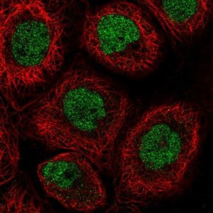 Anti-RLF antibody produced in rabbit 