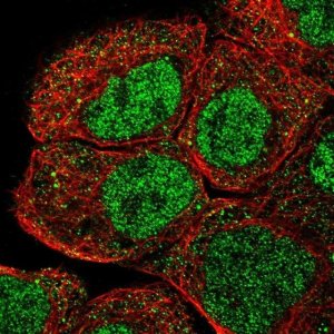 Anti-RLIM antibody produced in rabbit 