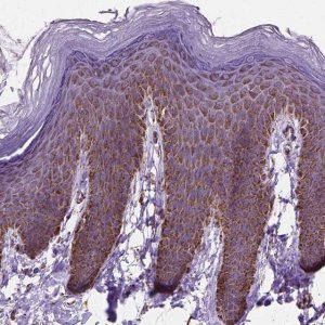 Anti-RMDN3 antibody produced in rabbit 