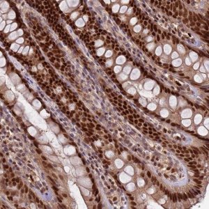 Anti-RMND5B antibody produced in rabbit 