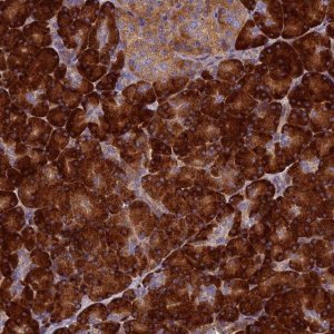 Anti-RNASEK antibody produced in rabbit 
