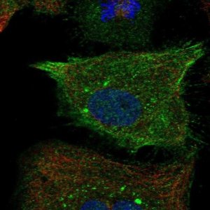 Anti-RND1 antibody produced in rabbit 