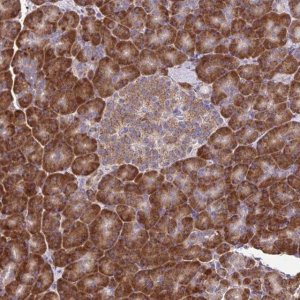 Anti-RNF10 antibody produced in rabbit 