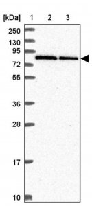 Anti-RNF10 antibody produced in rabbit 
