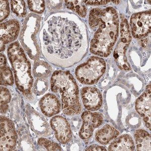 Anti-RNF111 antibody produced in rabbit 