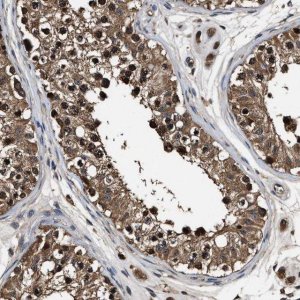Anti-RNF114 antibody produced in rabbit 