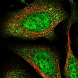 Anti-RNF126 antibody produced in rabbit 